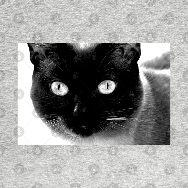 Siamese cat, black and white by KINKDesign